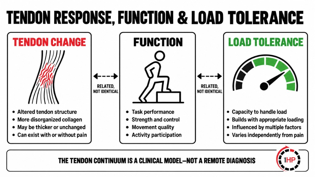 Hand typing beneath magnified views of aligned, disorganized, and mixed tendon structure