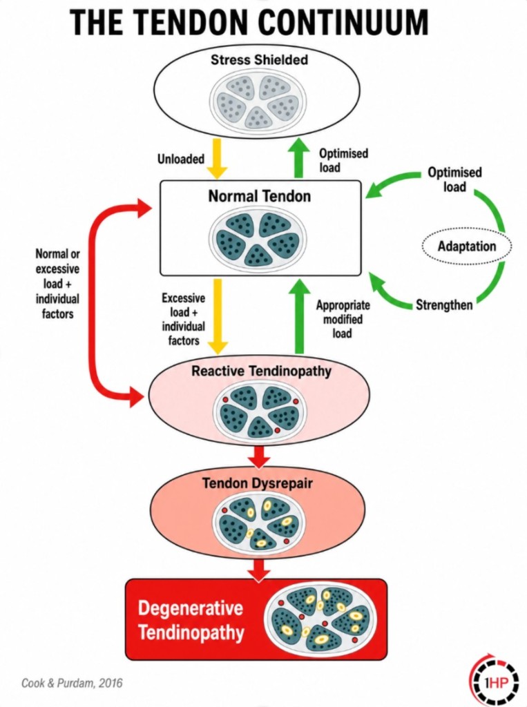Tendon continuum flow showing how loading and unloading relate to adaptation, reactive tendinopathy, dysrepair, and degeneration