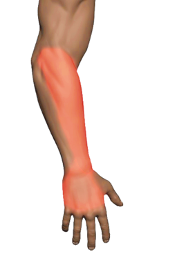 Wrist / Hand Extensors